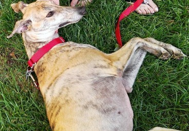 Libby laying in grass